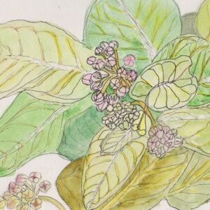 butterfly-weed-leaves